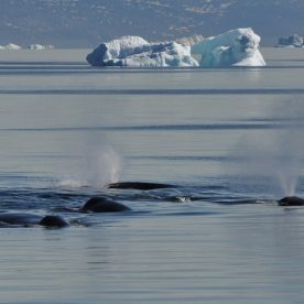 Bowhead Whale