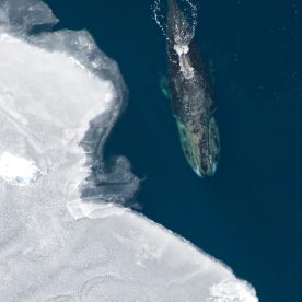 Bowhead Whale