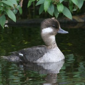 Bufflehead