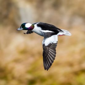 Bufflehead