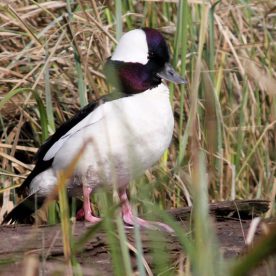 Bufflehead