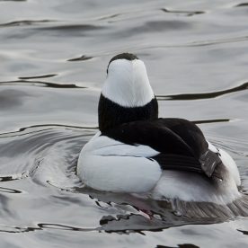 Bufflehead