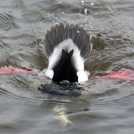 Bufflehead diving