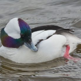 Bufflehead