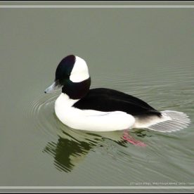 Bufflehead