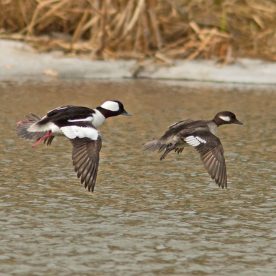Bufflehead