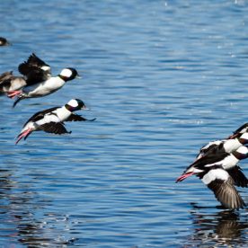 Bufflehead