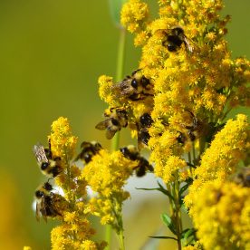 Bumble Bee