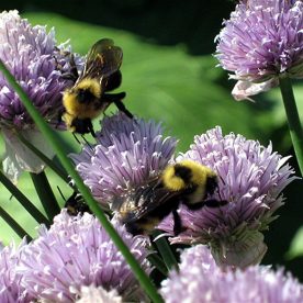 Bumble Bee