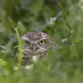 Burrowing Owl