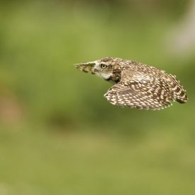 Burrowing Owl