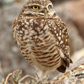 Burrowing Owl