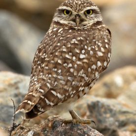 Burrowing Owl