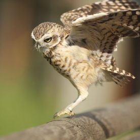 Burrowing Owl
