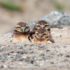 Burrowing Owl