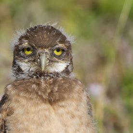 Burrowing Owl
