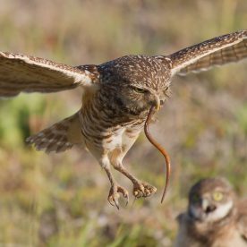 Burrowing Owl