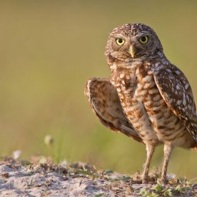 Burrowing Owl
