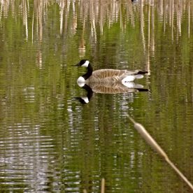 Canada Goose