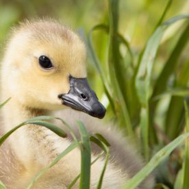 Canada Goose