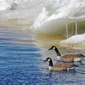 Canada Goose