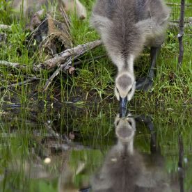 Canada Goose