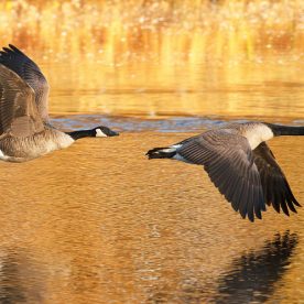 Canada Goose