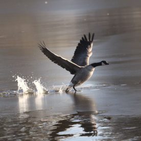 Canada Goose