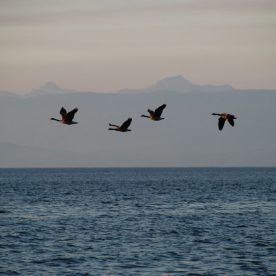 Canada Goose