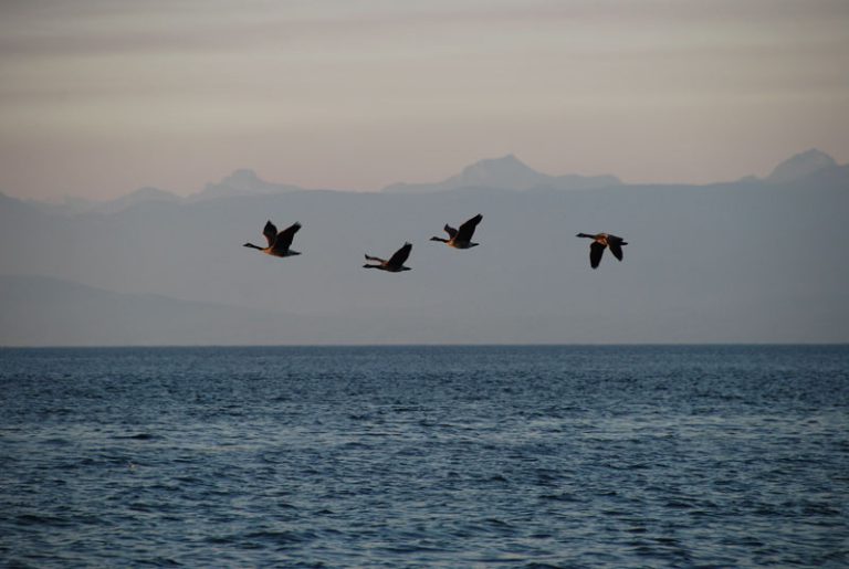 La Bernache du Canada - Hinterland Who's Who