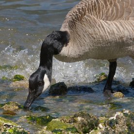 Canada Goose