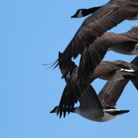 Canada Goose