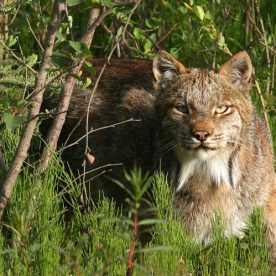 Canada Lynx