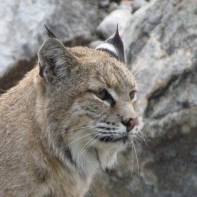 Canada Lynx