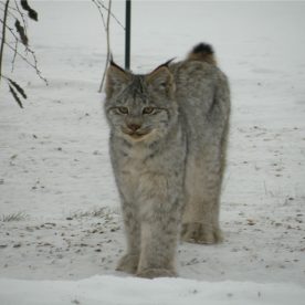 Canada Lynx