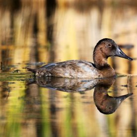 Canvasback