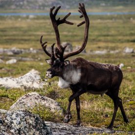 Caribou
