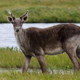 Caribou
