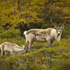 Caribou