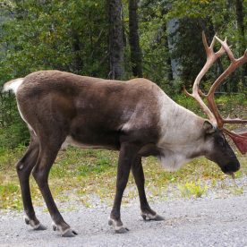 Caribou