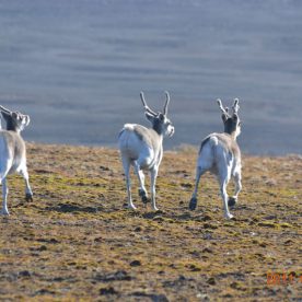 Caribou