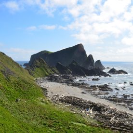 Cassin's Auklet Habitat