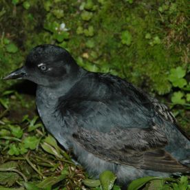 Cassin's Auklet Juvenile