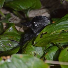 Cassin's Auklet