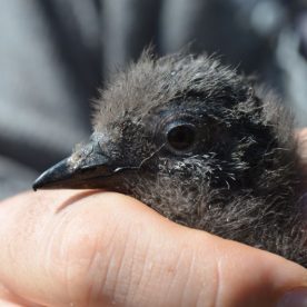 Cassin's Auklet chick held by a researcher