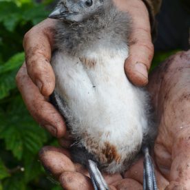 Cassin's Auklet chick held by a researcher