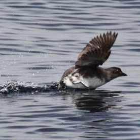Cassin's Auklet