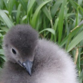 Cassin's Auklet