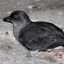 Cassin's Auklet