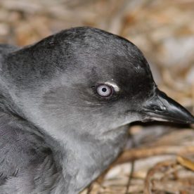 Cassin's Auklet